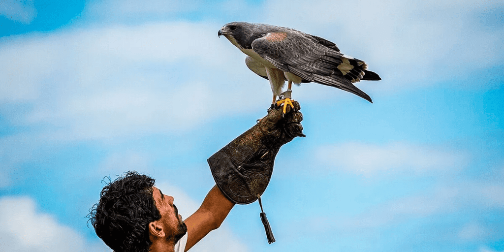 Parque dos Falcões - Fonte: Real Turismo