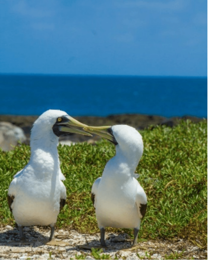 Patos se beijando