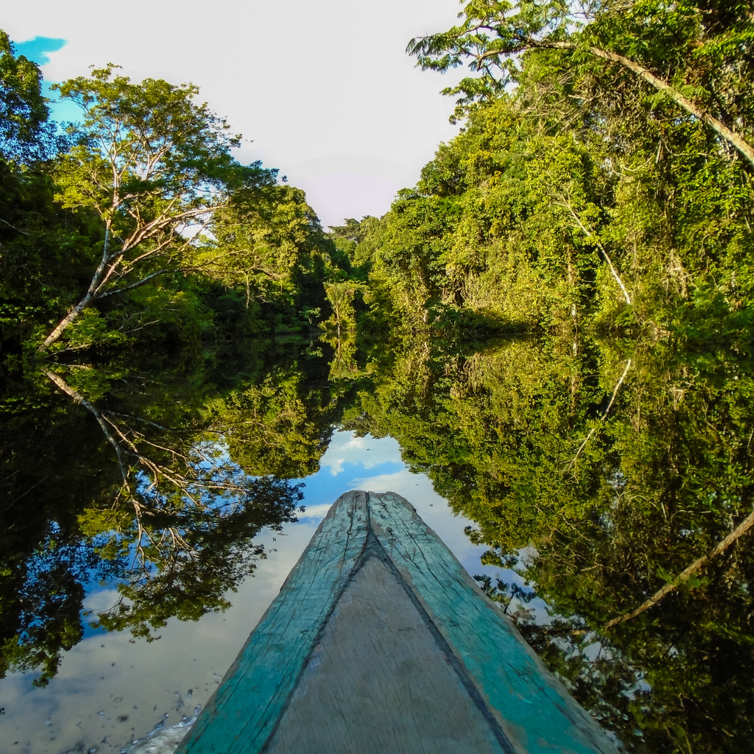 Barco Árvore