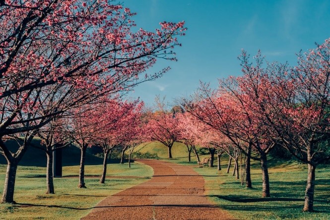 Cerejeiras no Jardim Botânico - Curitiba - Pinterest