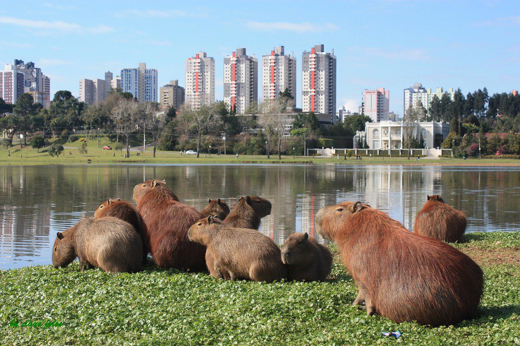 As Capivaras do Parque Barigui - Curitiba 