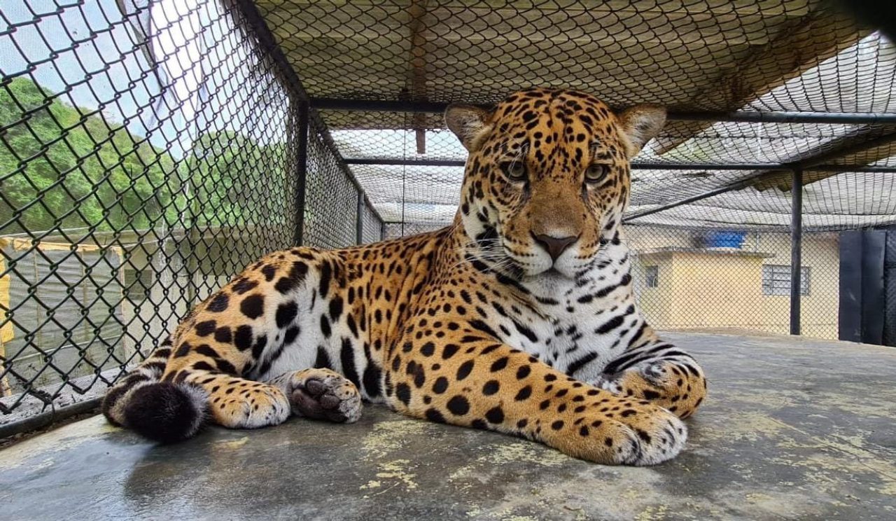 Onça Rauni Zoológico de Curitiba - Curitiba - Casa Pinó