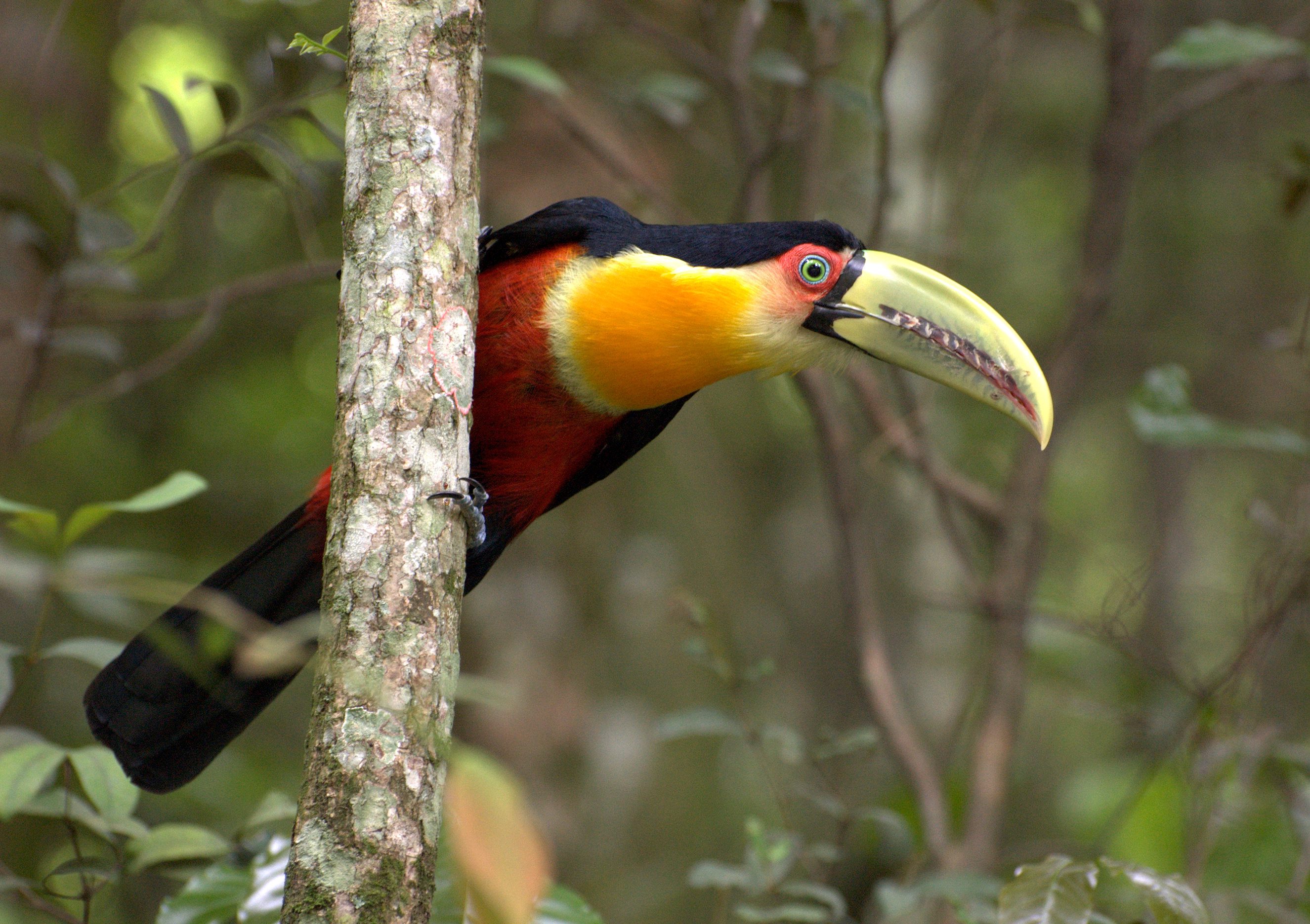 Tucano de Bico Verde - Monte Verde - Wikipedia