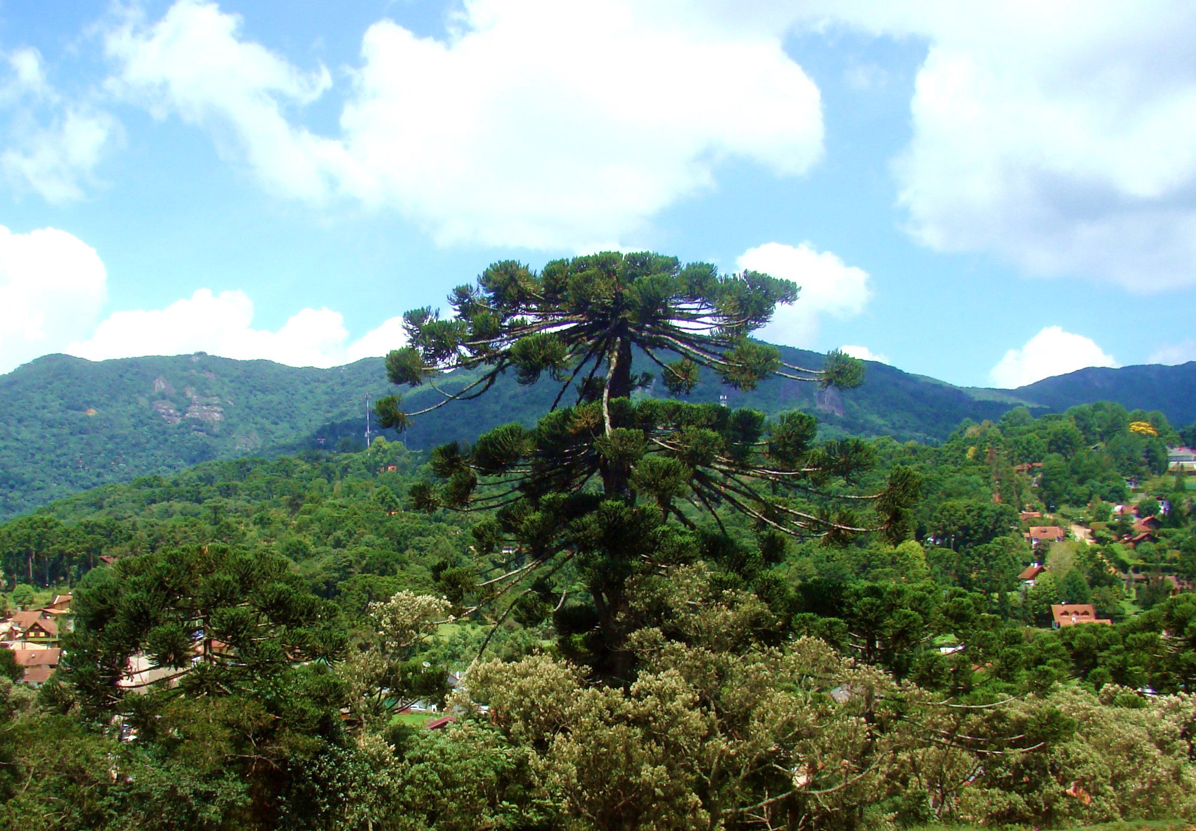 Araucária - Monte Verde - monteverde.com.br