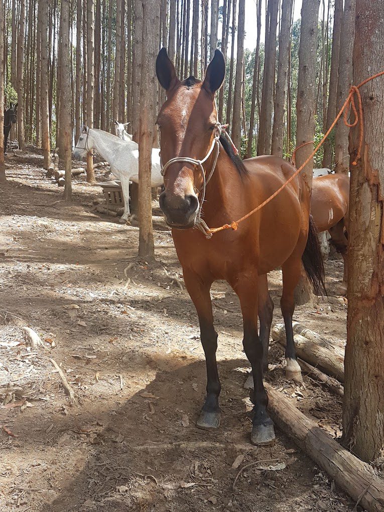 Cavalo na Fazenda Radical em Monte Verde