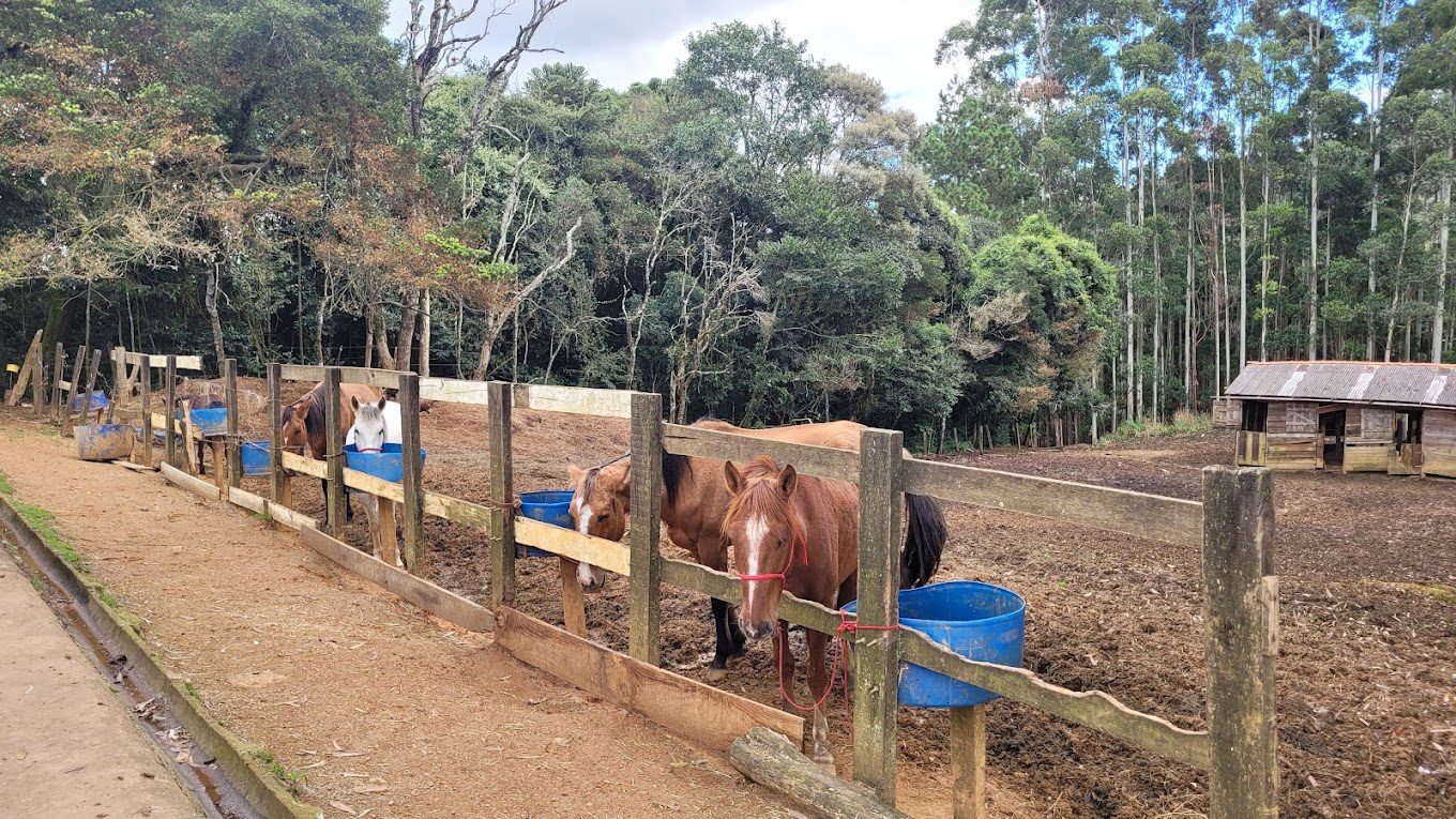 Haras MV Encanto Horses - Monte Verde - Foto: Arlene Damaceno