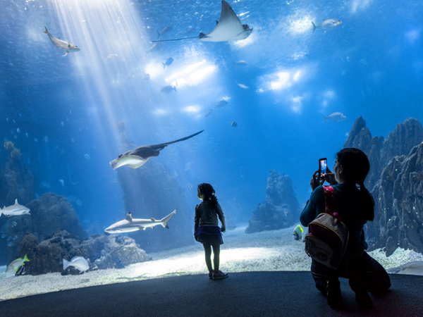 Crianças vendo o aquário do Oceanário de Lisboa, Portugal