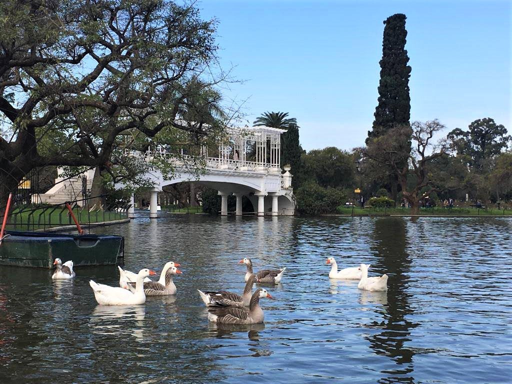 Vista do lago do Bosques de Palermo com patos nadando