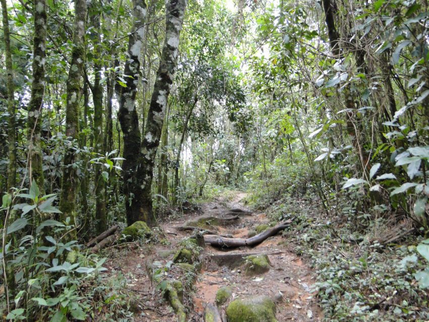 Trilha do Platô - Monte Verde - Portal monteverde.org