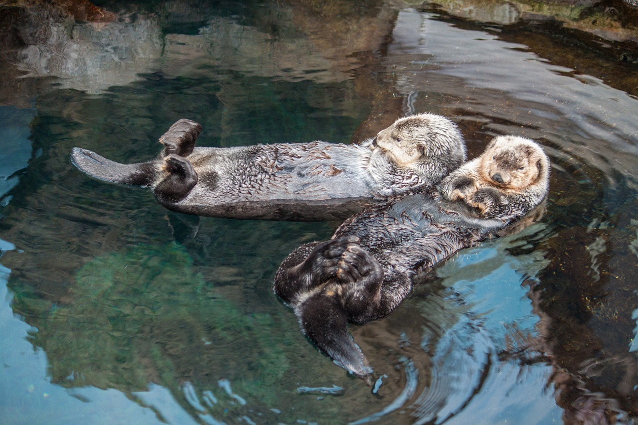 Lontras em lago do Oceanário de Lisboa -Pixabay