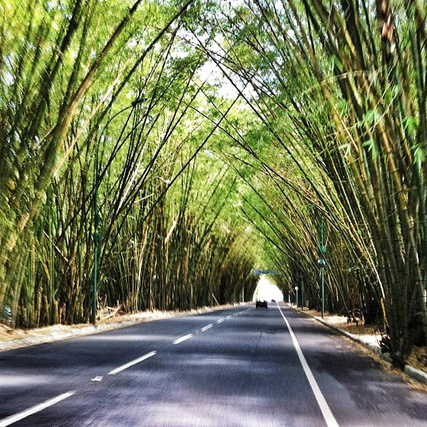 Rodovia de saída do aeroporto rodeada por árvores