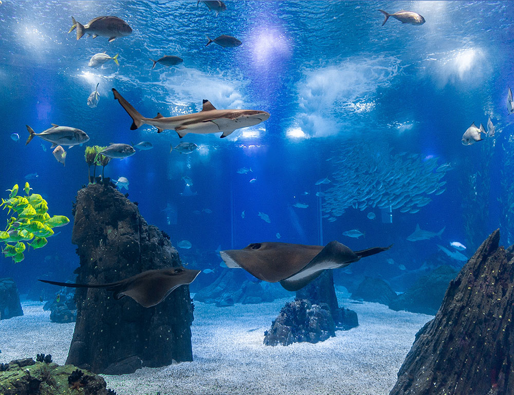 Tubarões no aquário do Oceanário de Lisboa, Portugal