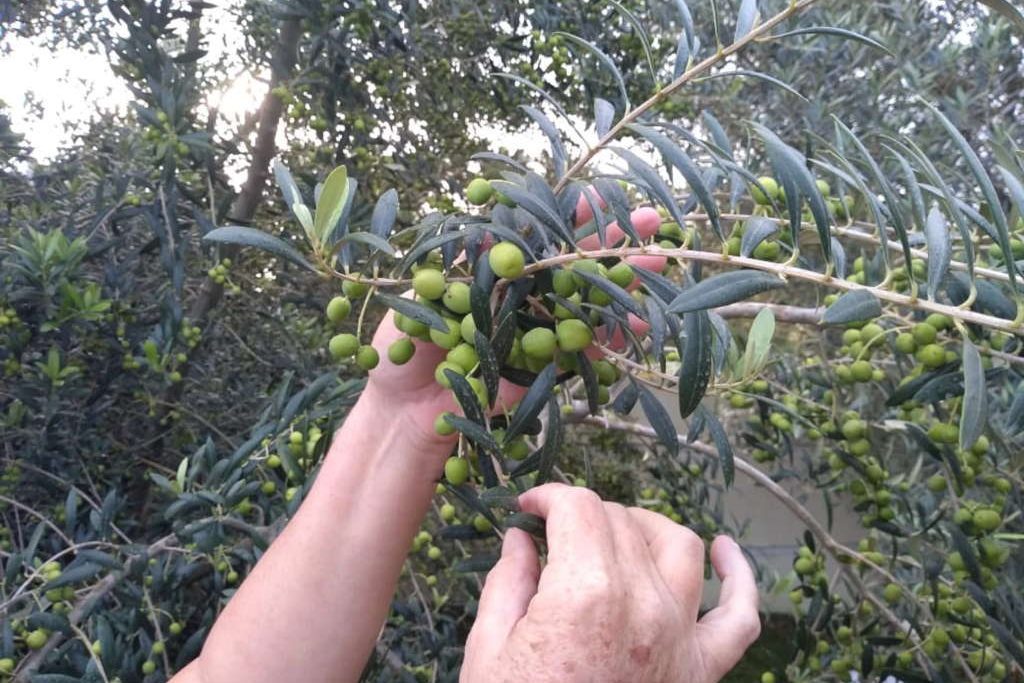 Plantação de Oliveiras em Maria da Fé MG - olivaisdamantiqueira.com