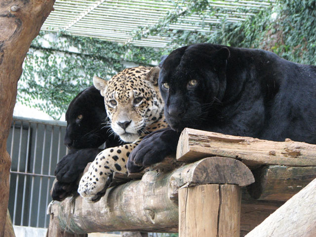 Onças no Zoológico de Salvador