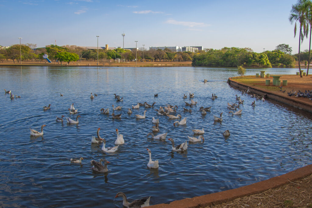 Lago patos Parque da Cidade