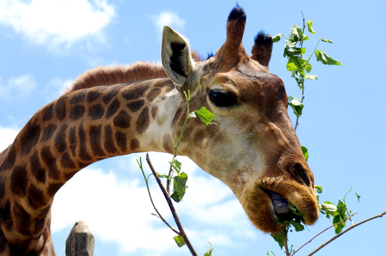 Girafa do Zoo de Brasília