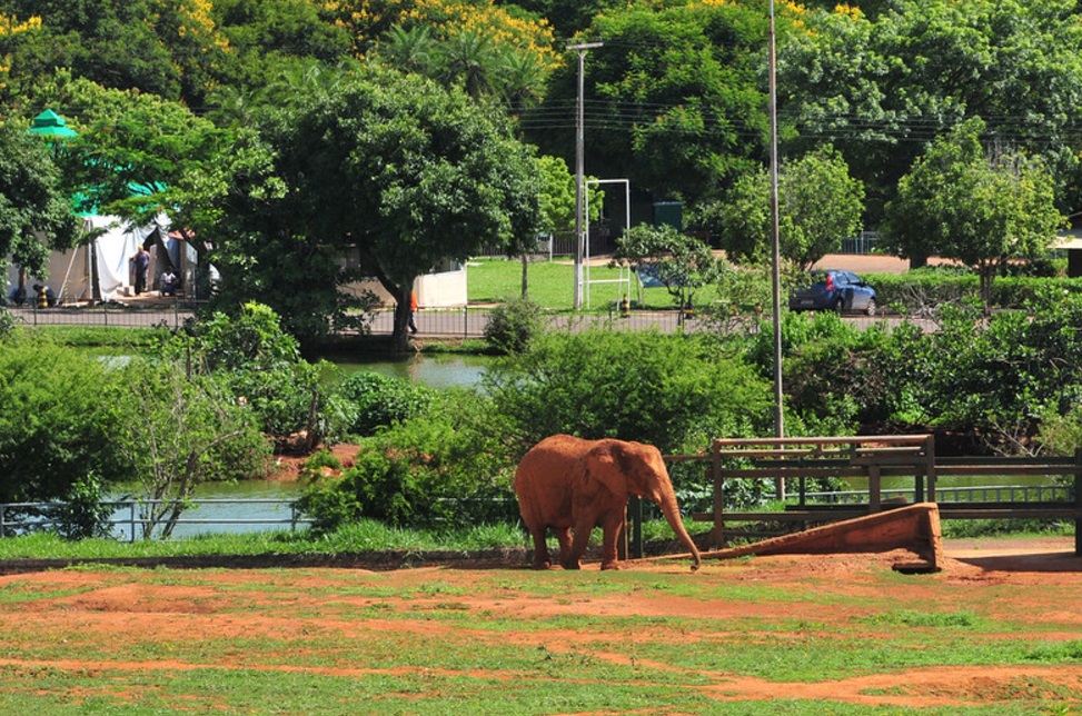 Elefantes no Zoológico de Brasília