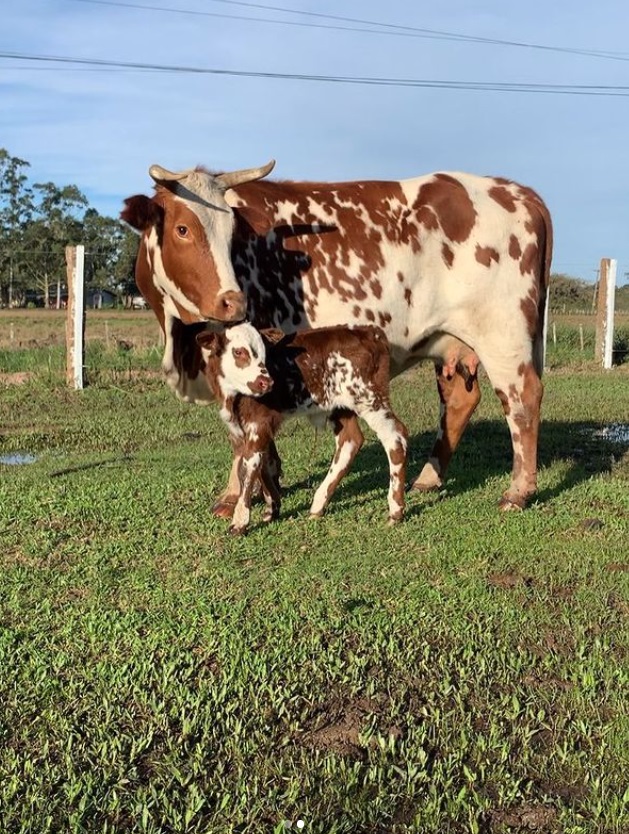 Vaca e filhote, branco com marrom.