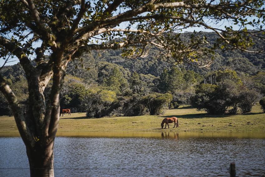 Cavalo, lago e área rural, Porto Alegre