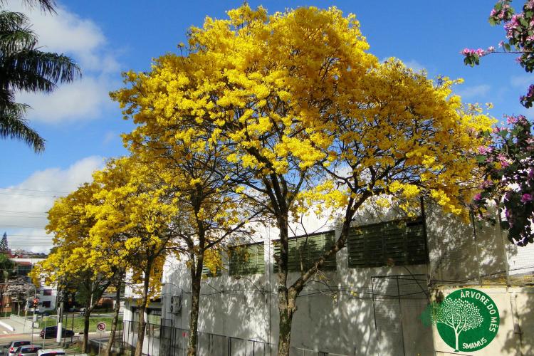 Ipês amarelos - Porto Alegre