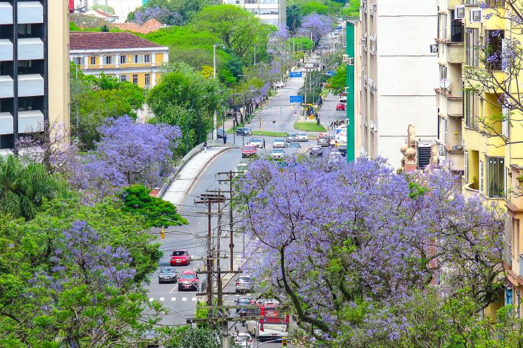 Jacarandás roxos - Porto Alegre