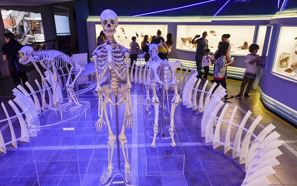 Ossos e caveira. Exposição no Museu de Ciências e Tecnologia, Porto Alegre.