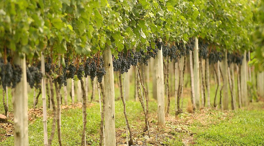 Uvas no vinhedo, Vale dos Vinhedos, Rio Grande do Sul