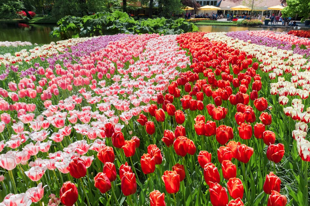 Campo de Tulipas - Holanda - Primavera